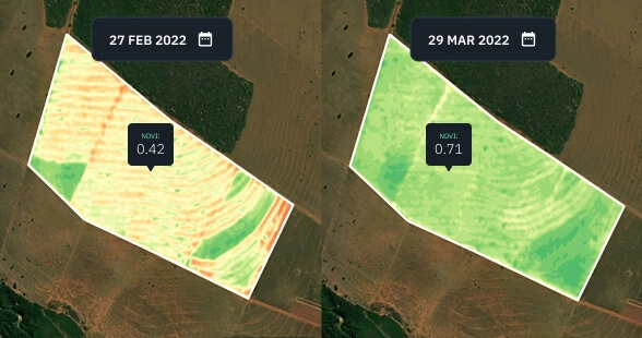 millet before and after fertilization