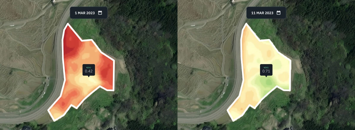 NDVI para um campo de arroz