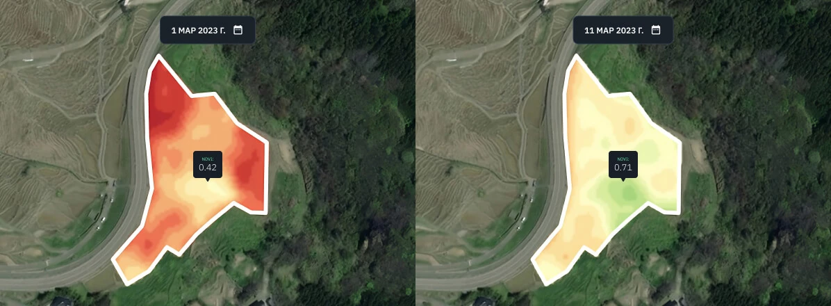 NDVI для рисового поля