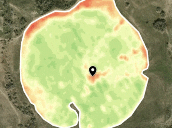 field vegetation on July 25